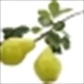 Pear Tree